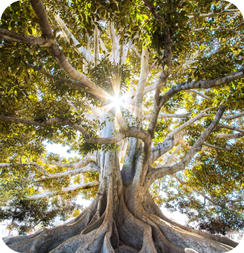 Ein alter Baum