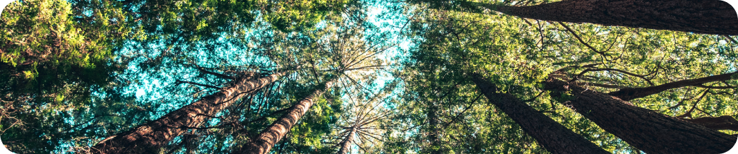 Ein Wald als CO2-Speicher